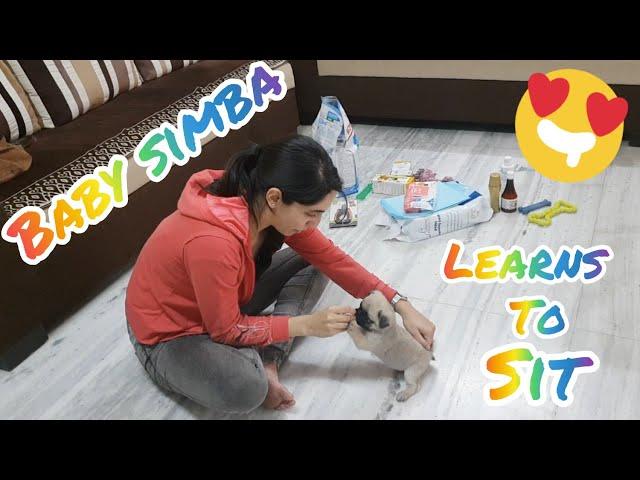 Pug Puppy learns SIT COMMAND | Cutest Video