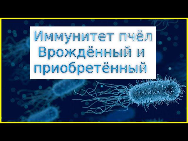  Болезни пчёл. Врождённый и приобретённый иммунитет 