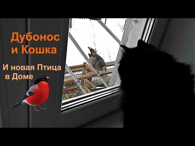 Охота за Голосами - Необычное Поведение "Дубаря" и Новая Птица