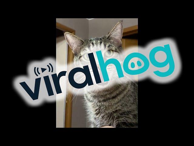 Kuzya The Irritated Cat || ViralHog