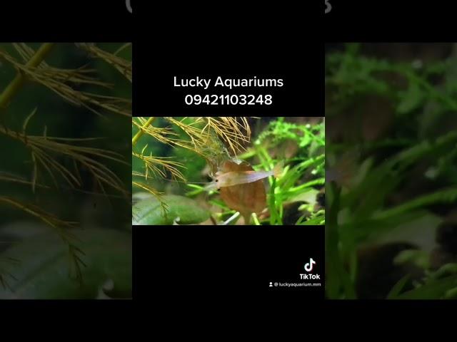 #luckyaquarium.mm