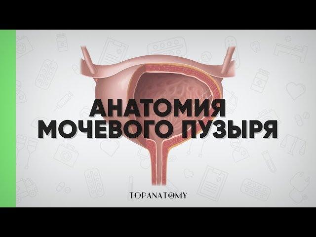 Human Anatomy: Urinary bladder