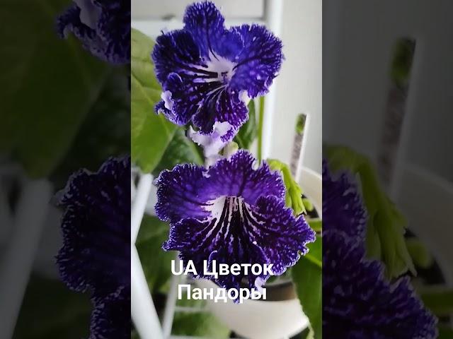 UA Цветок Пандоры