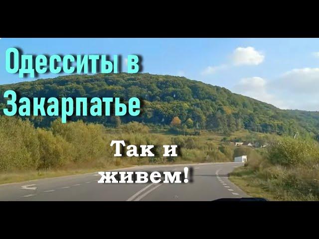 Садовый центр "Квіти Закарпаття" неприятно удивил ценами. Выбираем чугунную печь. Грибное изобилие.