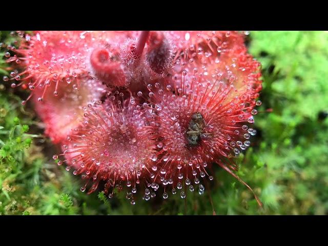 Fastest Carnivorous Sundew Plant Macro Time Lapse (Drosera Burmannii)