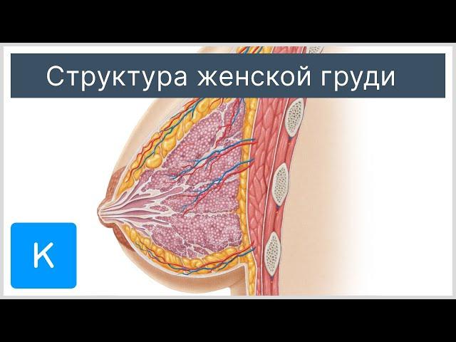 Структура женской груди - Анатомия человека | Kenhub