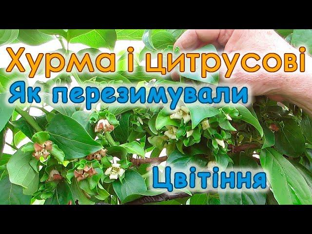 Хурма і цитрусові на Київщині! Як перезимували, цвітіння