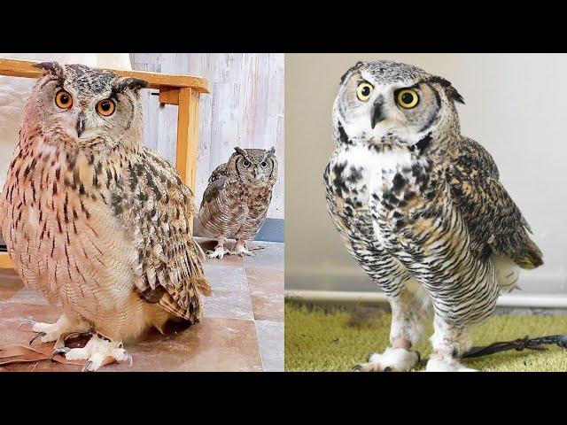 OWL BIRDS- A Funny Owls And Cute Owls Videos Compilation (2021) #005 || Funny Pets Life