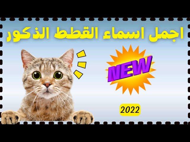 اسماء قطط ذكور ومعانيها | اسماء جديدة 