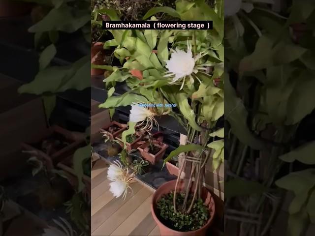 Bramhakamal started blooming | Auspicious Bramhakamal | Night Bloomer #shorts #trending #flowers