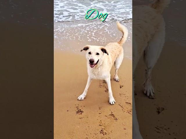 Dogs barking on the beach#bhaiya choudhary26#shorts