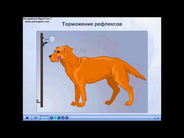 Условные и безусловные рефлексы