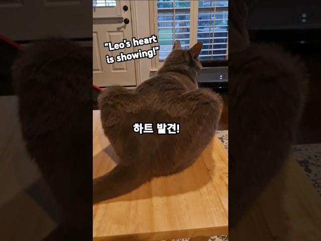 Leo the cat,  Heart-Shaped Butt!#LeoTheCat #cat #HeartButt #FluffyLove #고양이하트 #고양이엉덩이#FunnyCatMoment