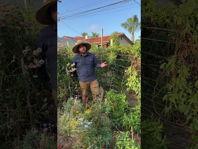 Topping Your Tomatoes!