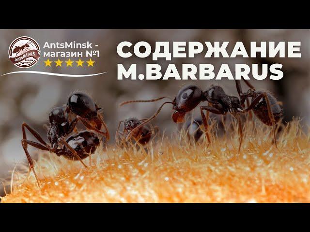 Содержание Messor Barbarus