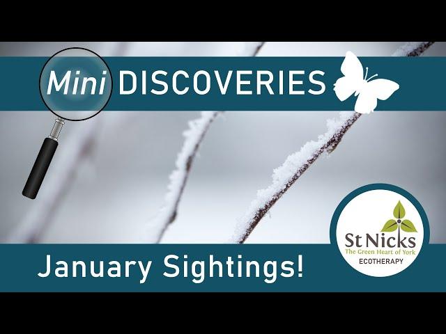 January Wildlife Sightings