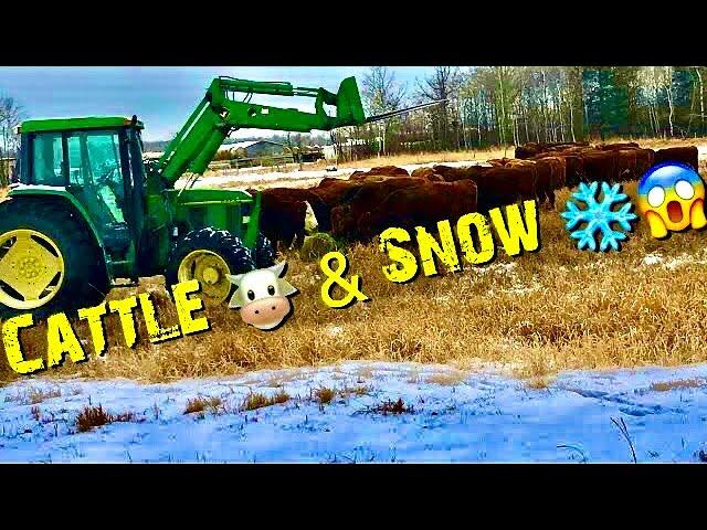 The Cattle Ranch  & a BIG Snow ️ Storm!