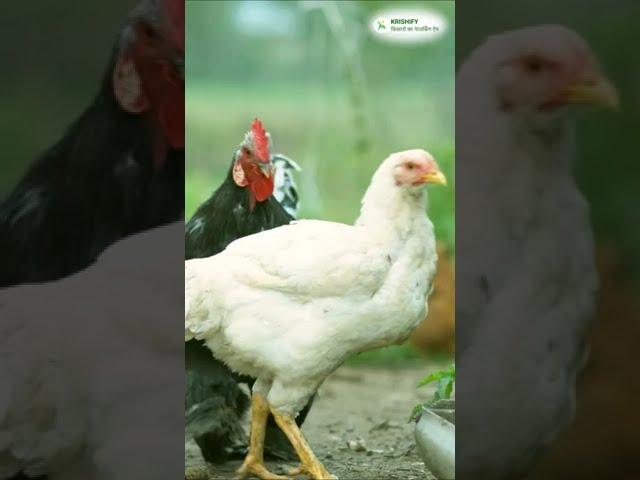 विटामिन और नुट्रिशन से है भरपूर MAAJEE POULTRY GROWTH PROMOTER