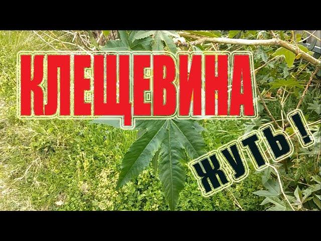 Клещевина - ядовитое растение. Из чего делают касторовое масло. Яд рицин.