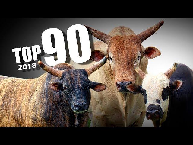 TOP 90 Pontos! Melhores Montarias em Touros - CRP 2018