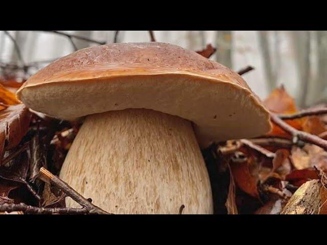 Funghi porcini /Boletus edulis mushroom - Masterpieces of nature, 2023