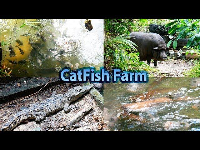 CatFish Farm Thailand Krabi Ферма сомов - ПРЕВЬЮ