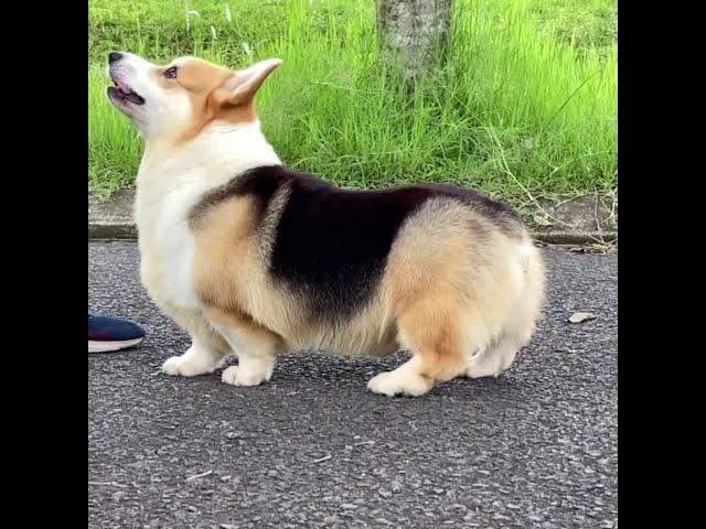 Corgi ZHBANOF AQUAMARINE Aka HiRo (Import Russia) @ 2 Years Age️