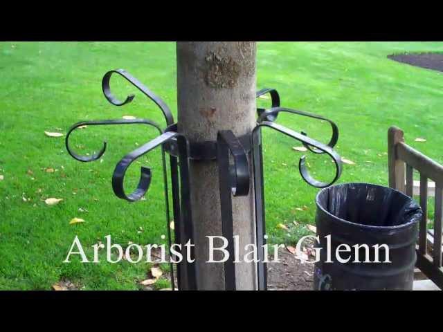 Arborist Blair Glenn Intro 15 sec