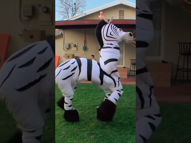 Dope Zebra