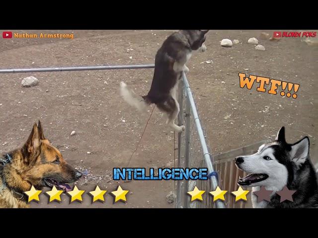 Husky VS German Shepherd Real Fight - German Shepherd VS Siberian Husky - Blondi Foks