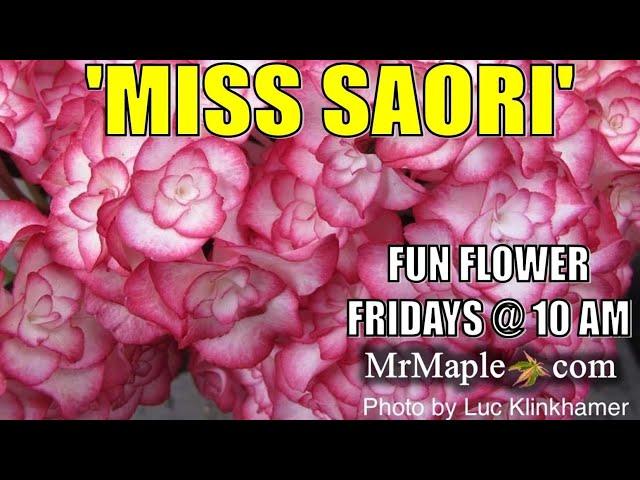 MISS SAORI DARK FOLIAGE HYDRANGEA - FUN FLOWER Fridays