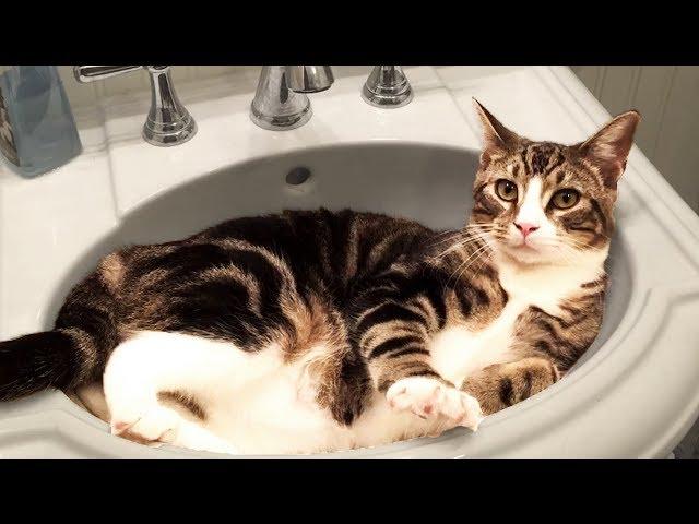 Cute and Funny Cat Videos to Keep You Smiling! 