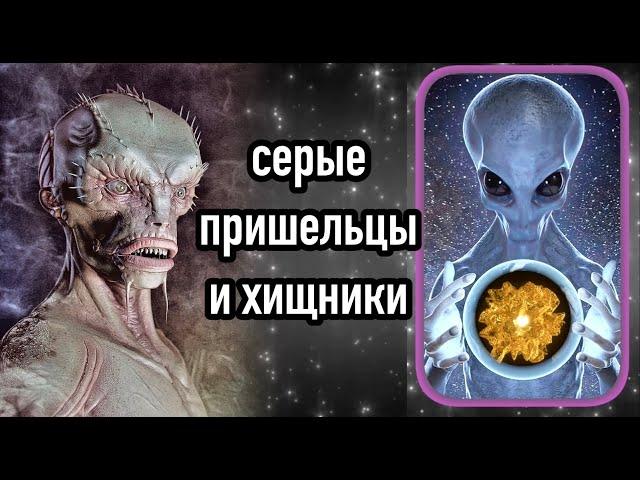 Серые пришельцы и хищники