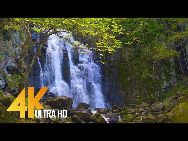 4K Exploring the Wonders of Far East - Cinematic Film about Primorskiy Krai Nature - Short Preview