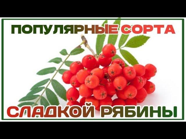 ТОП-7  самых СЛАДКИХ СОРТОВ РЯБИНЫ.