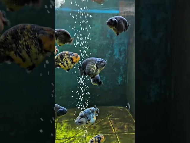 5 Unique Goldfish Varieties for Your Freshwater Tank