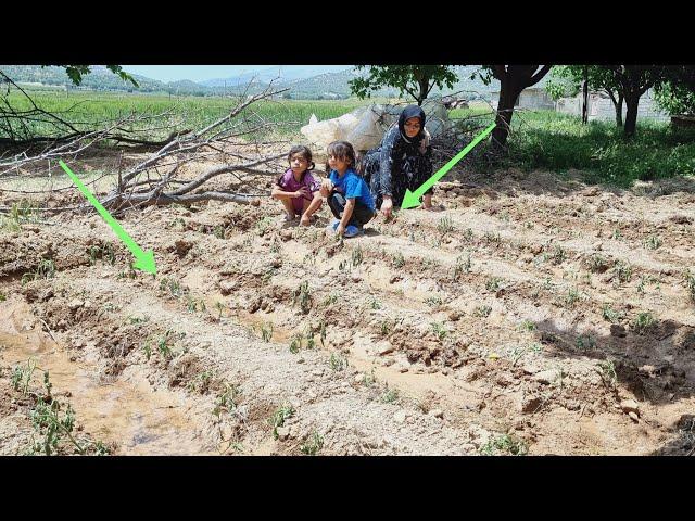 "Growing Together: A Displaced Mother and Orphan Girls Cultivate Tomato Seedlings"