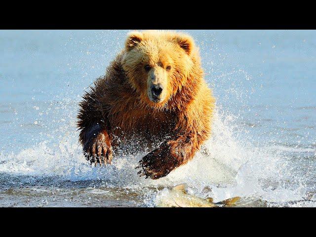 The Dangerous Power of Grizzly Bear Exposed