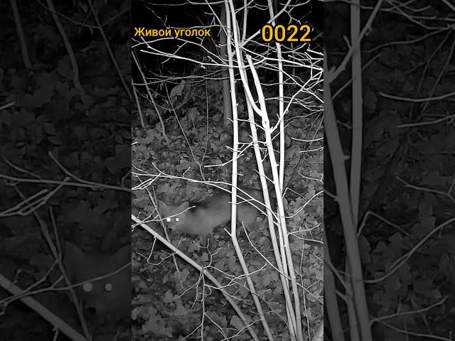 ЛИС ГОЛОДНЫЙ ЕДУ ИЩЕТ 0022, hungriges Fuchs sucht nach Nahrung, hungry fox is looking for food,