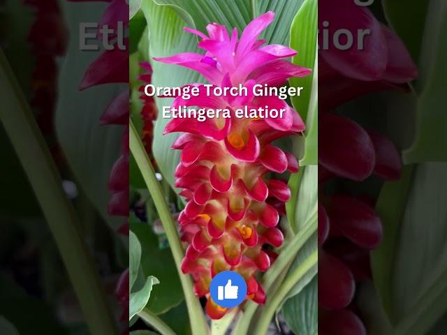 Orange Torch Ginger Lily