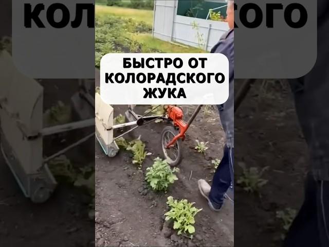 Быстрое средство от колорадского жука без химии #огород #дача #сад #вредители #колорадскийжук