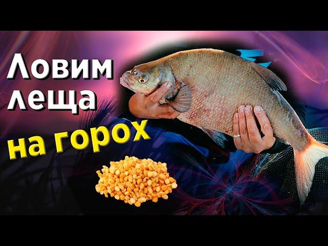 Ловля ЛЕЩА на ГОРОХ. Лещ на фидер. Фидерная рыбалка на Днепре.
