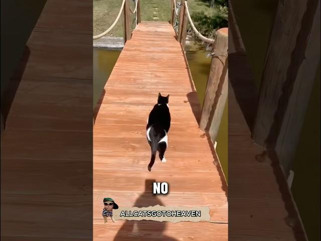 He thought he could get a fish.    #cat #funny #animals