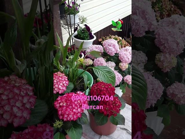 Для заказа гортензий пишите в ватсап89991106704