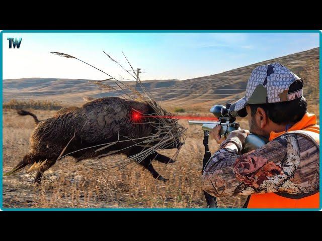 Amazing: How Do American Hunters And Farmers Deal With Million Of Wild Boar By Guns And Hunting Dogs