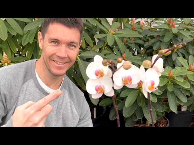 Getting My Orchid to Bloom Again | How to Make Your Phalaenopsis Orchid Rebloom