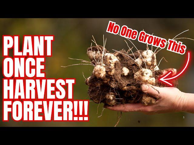 The Easiest Crop Nobody Grows (Plant It Once Harvest Forever)