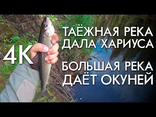 ТАЕЖНАЯ РЕКА ДАЛА ХАРИУСА / БОЛЬШАЯ РЕКА ДАЁТ ОКУНЕЙ