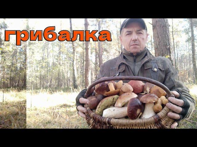 СУПЕР ГРИБАЛКА НА РІВНЕНЩИНІ!!! --ГРИБИ ГІГАНТИ!!! 19ЖОВТНЯ 2024Р.ОСІННІ  ДАРИ ЛІСУ....