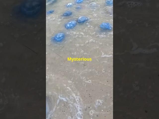 Mysterious Gooey Blobs Invade Canada Beaches!